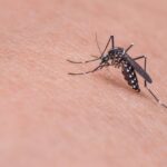 Zanzara mentre punge, portatrice di febbre west Nile