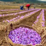 Fiori di zafferano in fiore sull’altopiano di Navelli, culla dell’oro rosso d’Abruzzo. Una produzione limitata, ma di altissimo pregio, oggi celebrata nei vent’anni dal riconoscimento DOP