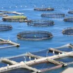 Economia del mare, l’Abruzzo accelera: superato il target UE per i fondi della pesca