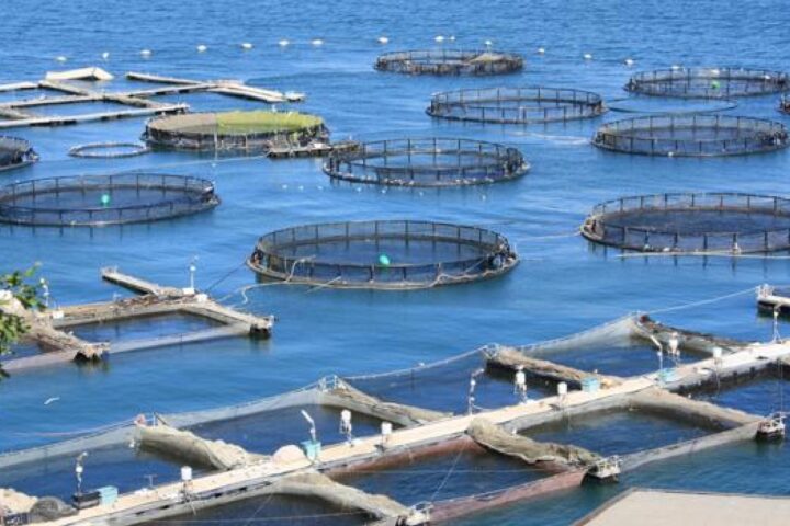 Economia del mare, l’Abruzzo accelera: superato il target UE per i fondi della pesca