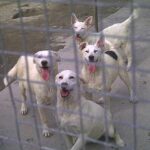cani bianchi dietro una rete