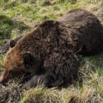 La carcassa di un orso bruno marsicano rinvenuta nei boschi di Cocullo, in località “La Selva”. L’esemplare sarebbe deceduto da almeno due mesi