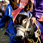 Un asino bardato a festa con i colori delle contrade durante il tradizionale Palio degli Asini di Navelli, tra i momenti più attesi della due giorni dedicata alla Sagra dei Ceci e dello Zafferano.