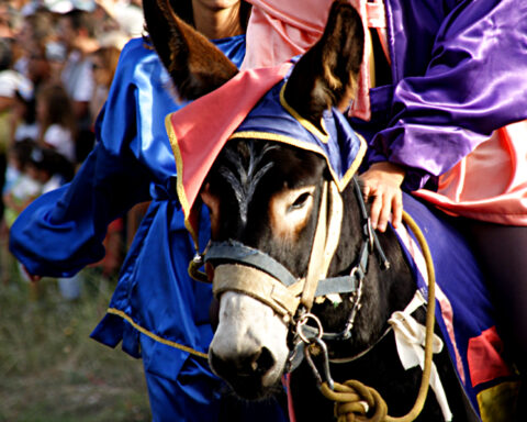 Un asino bardato a festa con i colori delle contrade durante il tradizionale Palio degli Asini di Navelli, tra i momenti più attesi della due giorni dedicata alla Sagra dei Ceci e dello Zafferano.