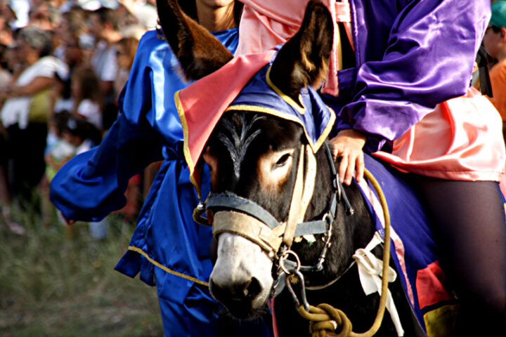 Un asino bardato a festa con i colori delle contrade durante il tradizionale Palio degli Asini di Navelli, tra i momenti più attesi della due giorni dedicata alla Sagra dei Ceci e dello Zafferano.