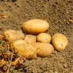 Patate del Fucino pronte per la distribuzione: il comparto locale è penalizzato dall’aumento della produzione e delle importazioni dal Nord Europa