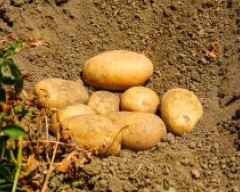 Patate del Fucino pronte per la distribuzione: il comparto locale è penalizzato dall’aumento della produzione e delle importazioni dal Nord Europa