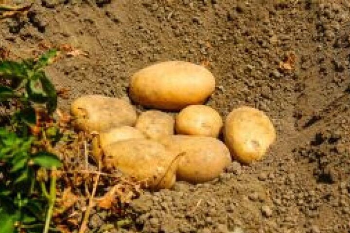Patate del Fucino pronte per la distribuzione: il comparto locale è penalizzato dall’aumento della produzione e delle importazioni dal Nord Europa