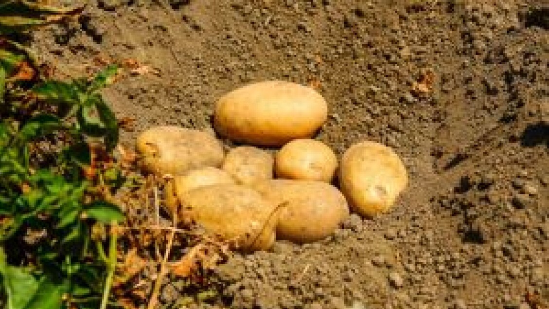 Patate del Fucino pronte per la distribuzione: il comparto locale è penalizzato dall’aumento della produzione e delle importazioni dal Nord Europa