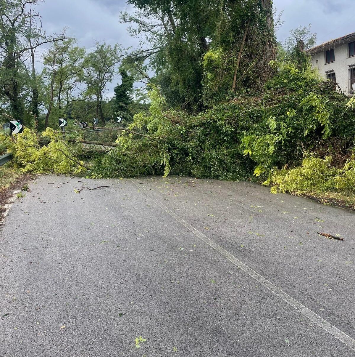 UNA STRADA INVASA DA UN ALBERO A FOSSACESIA