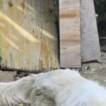 Tiene il cane alla catena. Multato a Chieti dalla polizia locale come dispone la Legge Brambilla