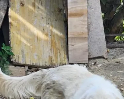 Tiene il cane alla catena. Multato a Chieti dalla polizia locale come dispone la Legge Brambilla