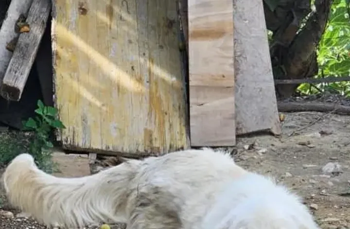 Tiene il cane alla catena. Multato a Chieti dalla polizia locale come dispone la Legge Brambilla