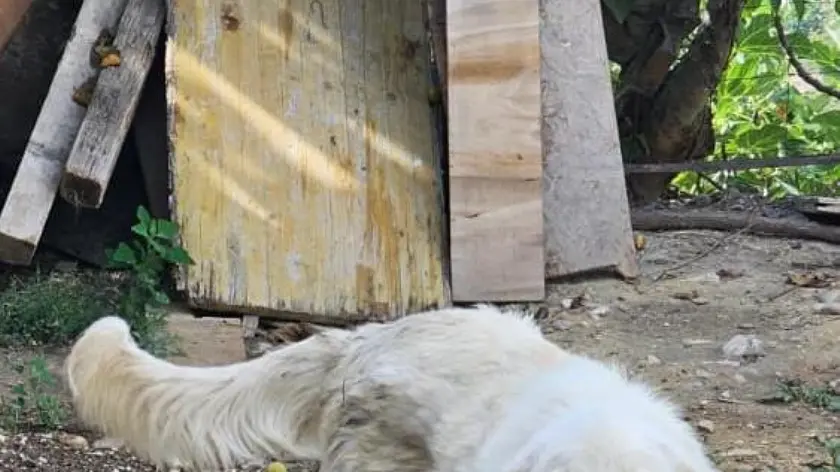 Tiene il cane alla catena. Multato a Chieti dalla polizia locale come dispone la Legge Brambilla