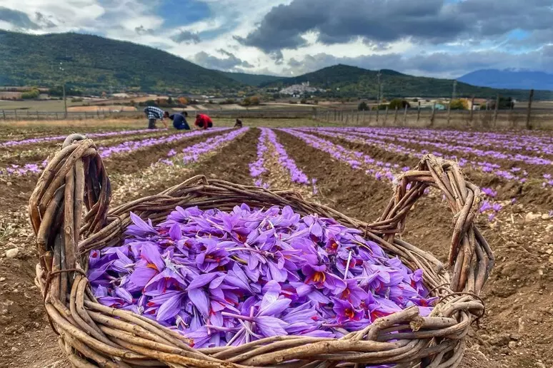 Un cesto colmo di fiori di zafferano nei campi dell’altopiano aquilano, cuore produttivo dell’“oro rosso” d’Abruzzo celebrato dalla Dop. Sullo sfondo, i raccoglitori al lavoro durante la fioritura.