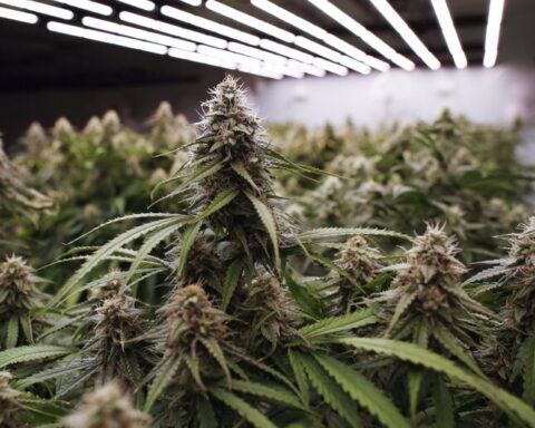 Le piante di marijuana rinvenute dalla Squadra Mobile sul terrazzo e all’interno dell’abitazione del 26enne arrestato all’Aquila