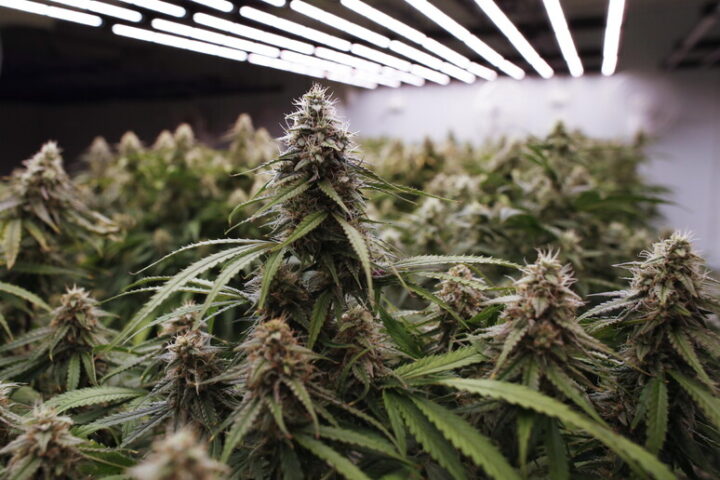 Le piante di marijuana rinvenute dalla Squadra Mobile sul terrazzo e all’interno dell’abitazione del 26enne arrestato all’Aquila