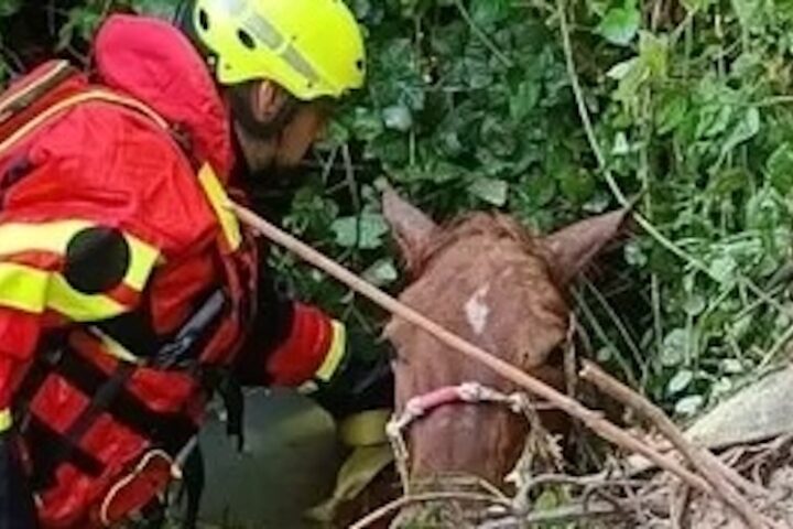 cavallo vigili del fuoco