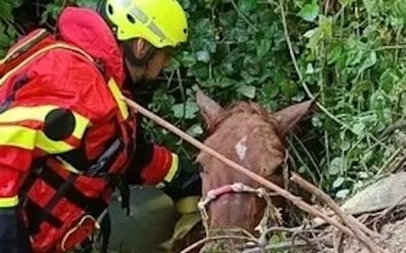 cavallo vigili del fuoco
