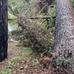 alberi caduti pineta pescara