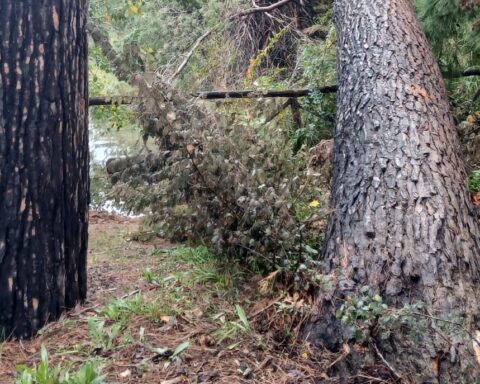 alberi caduti pineta pescara
