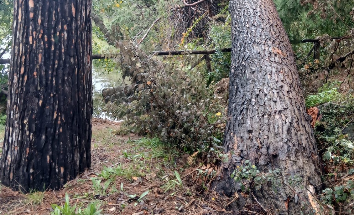 alberi caduti pineta pescara