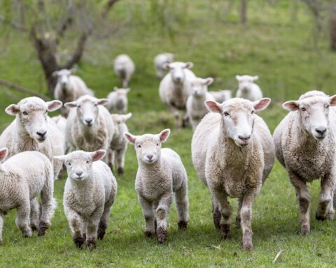 Indennizzi per le aziende ovicaprine abruzzesi colpite da bluetongue