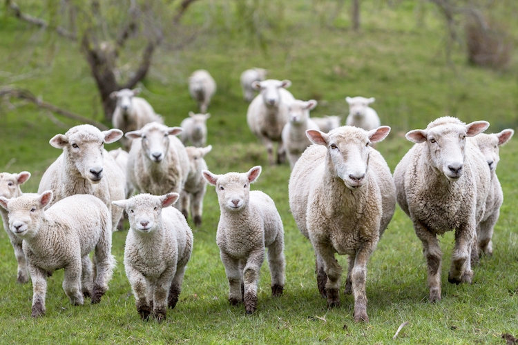 Indennizzi per le aziende ovicaprine abruzzesi colpite da bluetongue