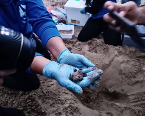 Dopo 39 giorni di presidio, 45 tartarughine hanno raggiunto il mare grazie al lavoro congiunto di AMP, Comune, Capitaneria e volontari