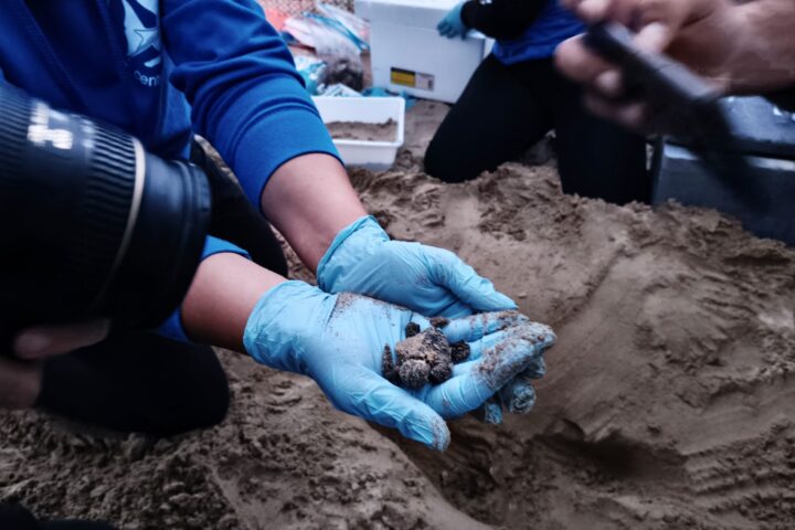 Dopo 39 giorni di presidio, 45 tartarughine hanno raggiunto il mare grazie al lavoro congiunto di AMP, Comune, Capitaneria e volontari