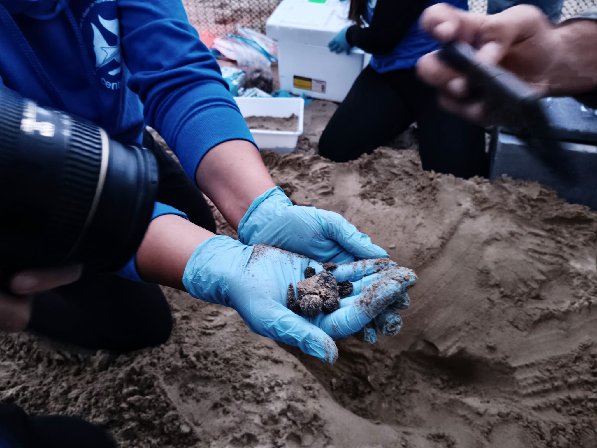 Dopo 39 giorni di presidio, 45 tartarughine hanno raggiunto il mare grazie al lavoro congiunto di AMP, Comune, Capitaneria e volontari