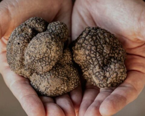 Presentata la quarta Fiera dei tartufi d’Abruzzo che si terrà all’Aquila dal 28 al 30 novembre 2025