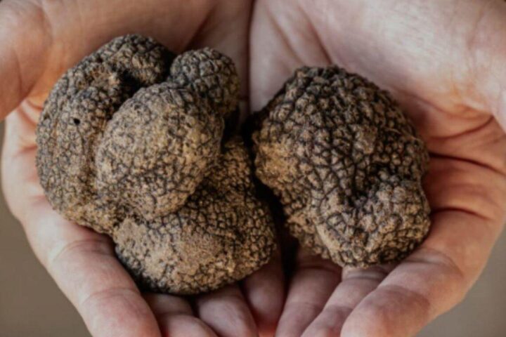 Presentata la quarta Fiera dei tartufi d’Abruzzo che si terrà all’Aquila dal 28 al 30 novembre 2025