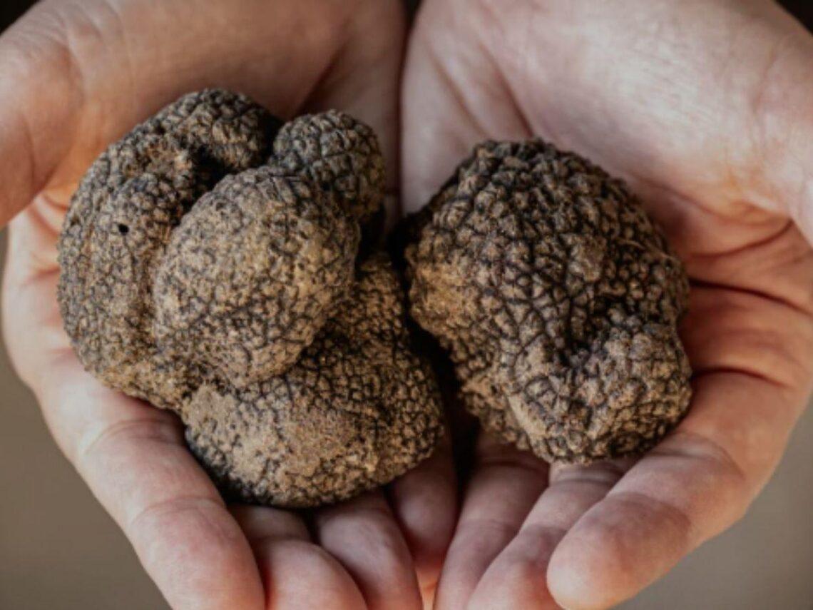 Presentata la quarta Fiera dei tartufi d’Abruzzo che si terrà all’Aquila dal 28 al 30 novembre 2025