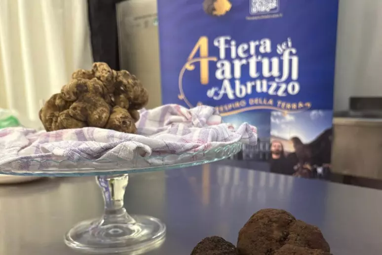 Una selezione di tartufi bianchi e neri esposti nello stand della Fiera internazionale dei Tartufi d’Abruzzo. In primo piano le varietà oggetto delle analisi scientifiche illustrate da Arpa Abruzzo
