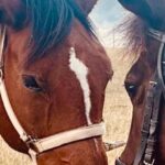 A Carpineto della Nora torna la Transumanza dei Cavalli: il 30 novembre tradizione e antichi sapori sul Voltigno