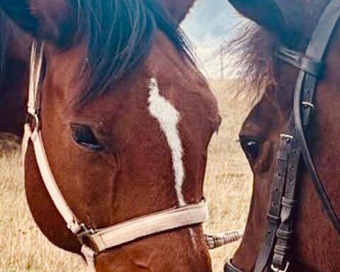 A Carpineto della Nora torna la Transumanza dei Cavalli: il 30 novembre tradizione e antichi sapori sul Voltigno