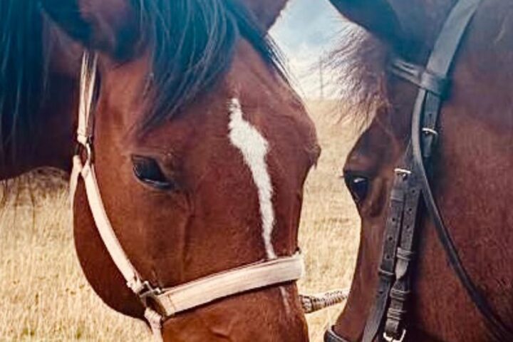 A Carpineto della Nora torna la Transumanza dei Cavalli: il 30 novembre tradizione e antichi sapori sul Voltigno