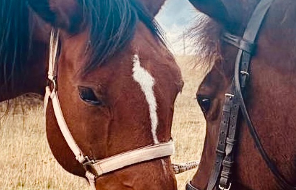 A Carpineto della Nora torna la Transumanza dei Cavalli: il 30 novembre tradizione e antichi sapori sul Voltigno