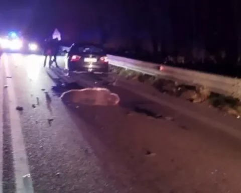 Veicoli fermi sulla statale Sora-Avezzano dopo l’incidente avvenuto nella notte all’altezza dell’uscita Le Rosce. Nell’impatto è morto un giovane esemplare di orso bruno marsicano, travolto mentre attraversava la carreggiata.