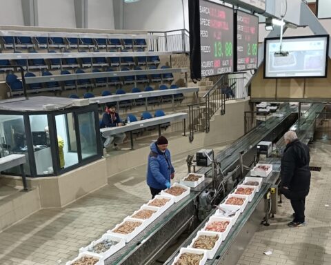Asta elettronica in affanno al mercato ittico di Pescara