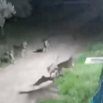 Lupi a Rocca San Giovanni, il Comune convoca incontro pubblico