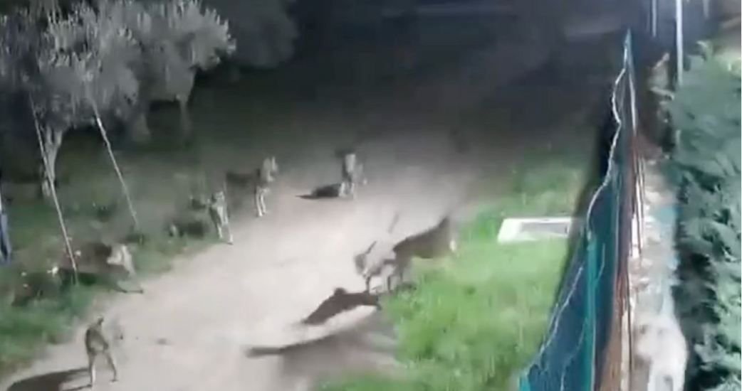 Lupi a Rocca San Giovanni, il Comune convoca incontro pubblico