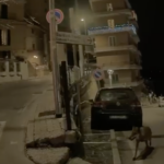 Un lupo avvistato in pieno centro a Chieti