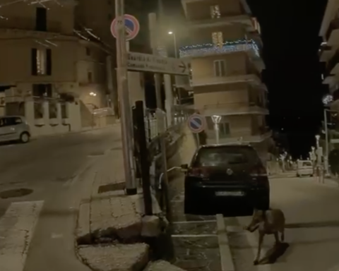 Un lupo avvistato in pieno centro a Chieti