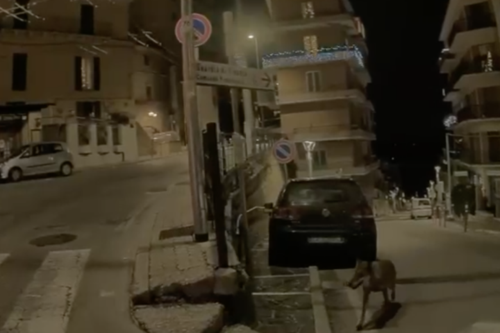 Un lupo avvistato in pieno centro a Chieti