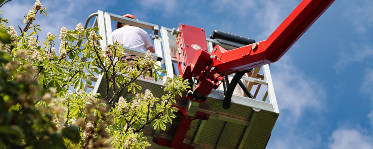 potature verde montesilvano