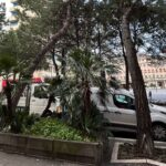 rimossi pini pericolanti