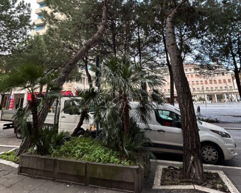 rimossi pini pericolanti