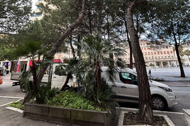 rimossi pini pericolanti